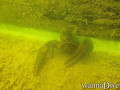 scuba diving photo