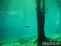scuba diving photo