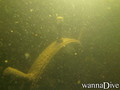 scuba diving photo