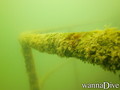 scuba diving photo