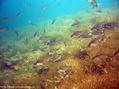 scuba diving photo