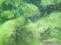 scuba diving photo