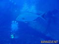 scuba diving photo