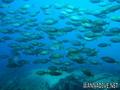 scuba diving photo