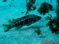 scuba diving photo