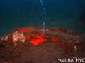 scuba diving photo