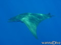 scuba diving photo