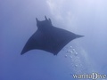 scuba diving photo