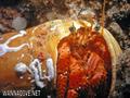 scuba diving photo