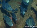 scuba diving photo