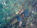 scuba diving photo
