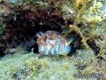 scuba diving photo