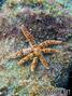 scuba diving photo