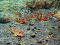 scuba diving photo