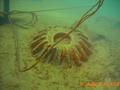 scuba diving photo