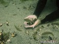 scuba diving photo