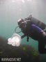 scuba diving photo