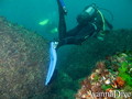 scuba diving photo