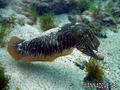 scuba diving photo