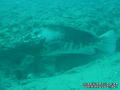 scuba diving photo