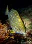 scuba diving photo