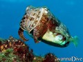 scuba diving photo
