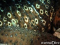 scuba diving photo