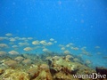 scuba diving photo