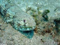 scuba diving photo