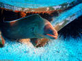 scuba diving photo