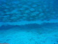 scuba diving photo