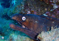 scuba diving photo