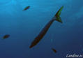 scuba diving photo