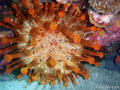 scuba diving photo
