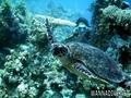 scuba diving photo