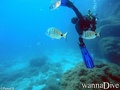 scuba diving photo