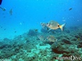 scuba diving photo