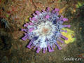 scuba diving photo