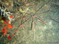scuba diving photo