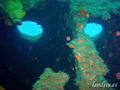 scuba diving photo