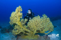 scuba diving photo