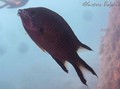 scuba diving photo