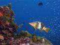 scuba diving photo