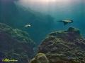 scuba diving photo
