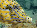 scuba diving photo