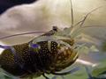 scuba diving photo