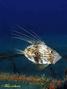 scuba diving photo
