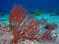 scuba diving photo