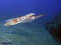 scuba diving photo