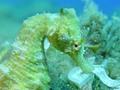 scuba diving photo